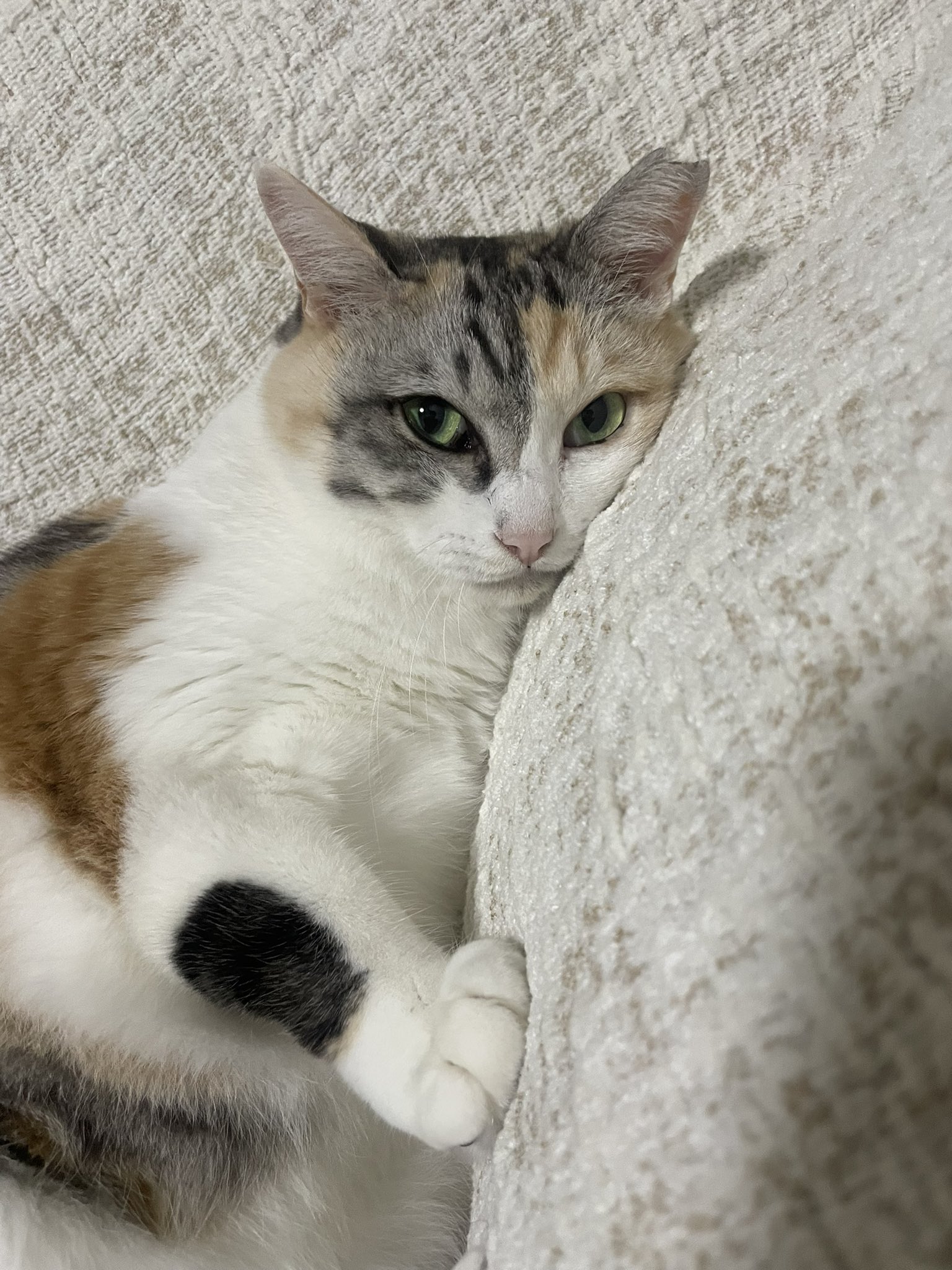 三毛猫と暮らす家づくり